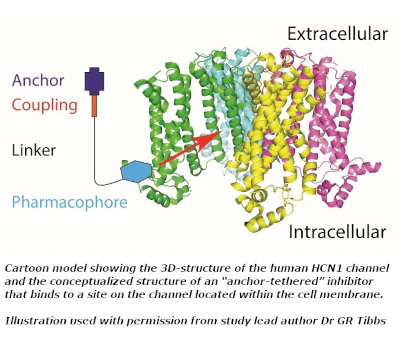 3D-structure of the human HCN1 channel and the conceptualized structure of an &ldquo;anchor-tethered&rdquo; inhibitor that binds to a site on the channel located within the cell membrane